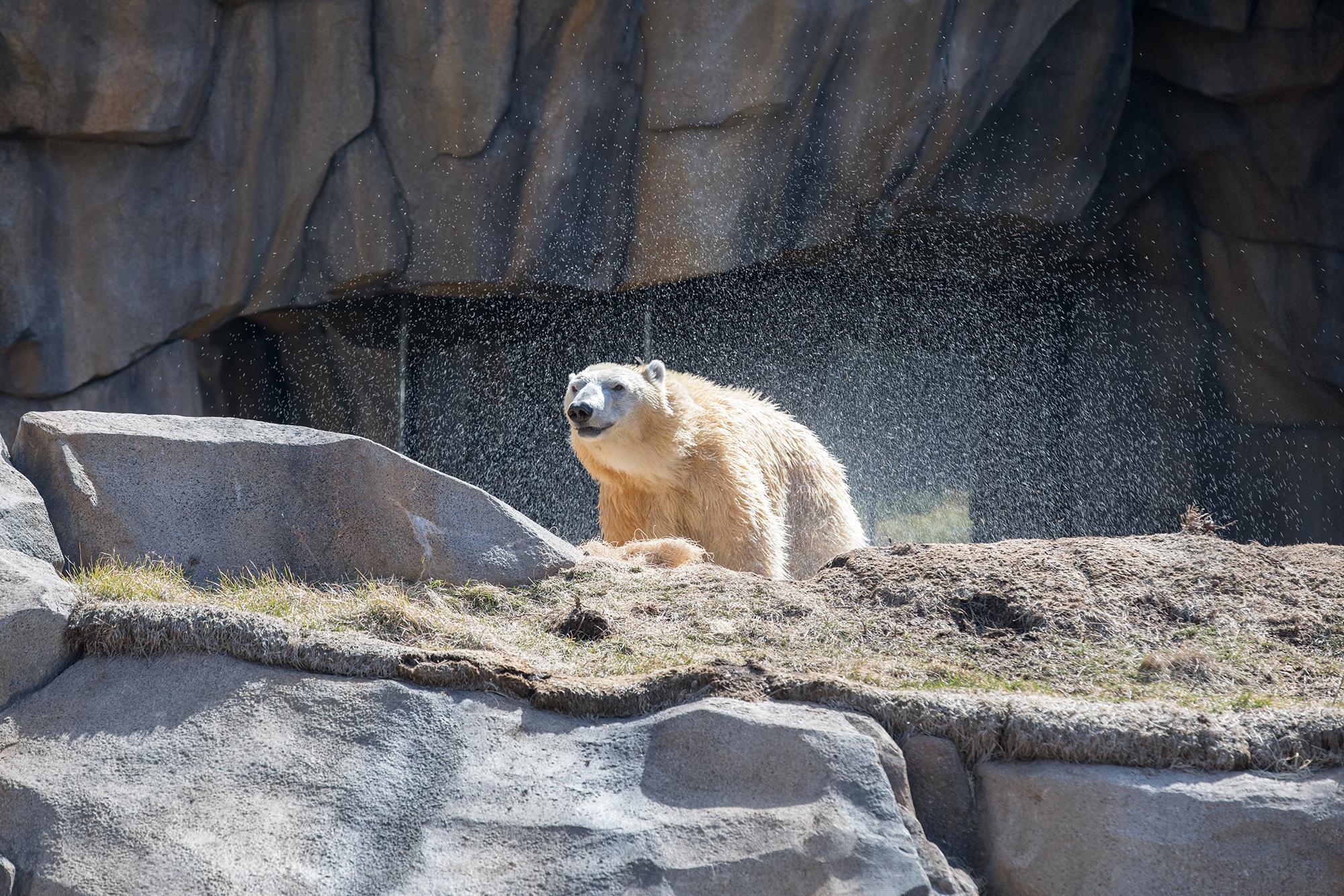 Polar Bear  Lincoln Park Zoo