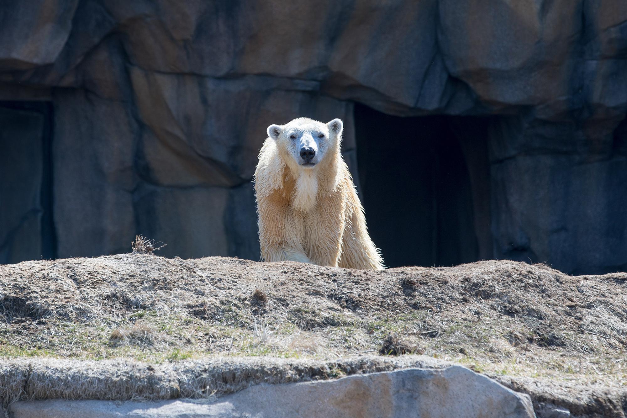 Photos: Lincoln Park Zoo Welcomes New Polar Bear Talini, Chicago News