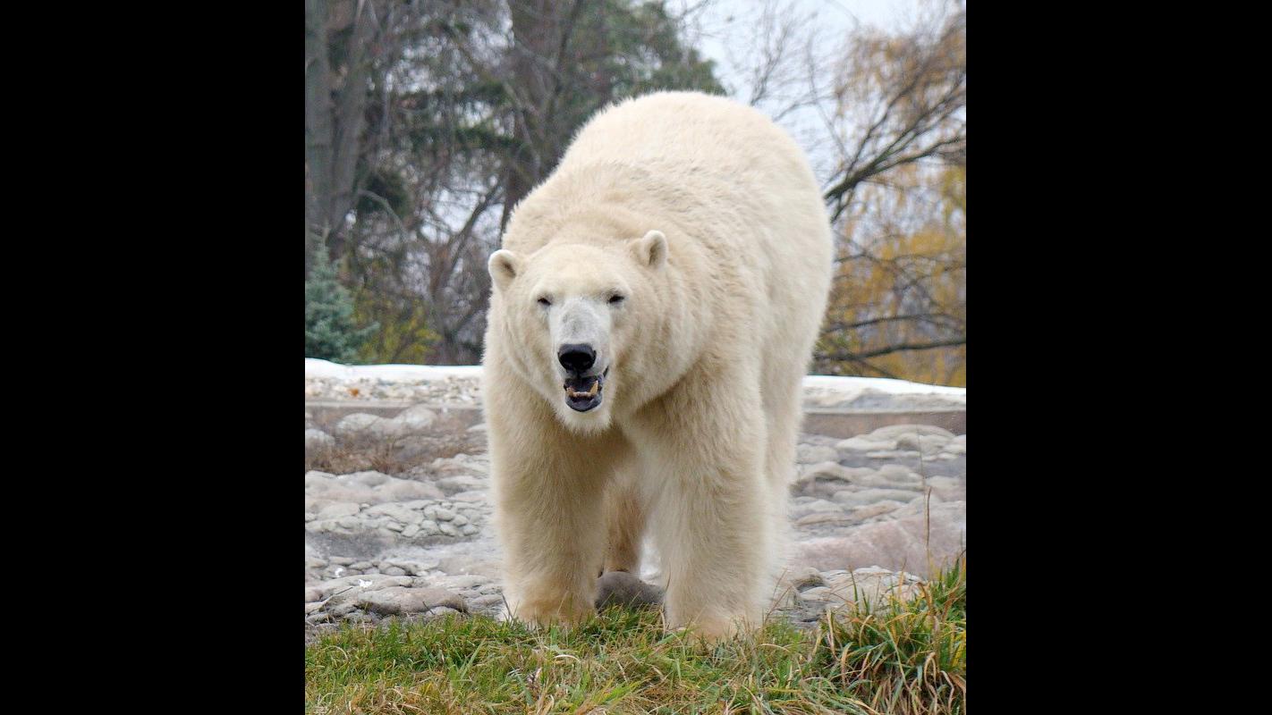 Polar Bear  Lincoln Park Zoo