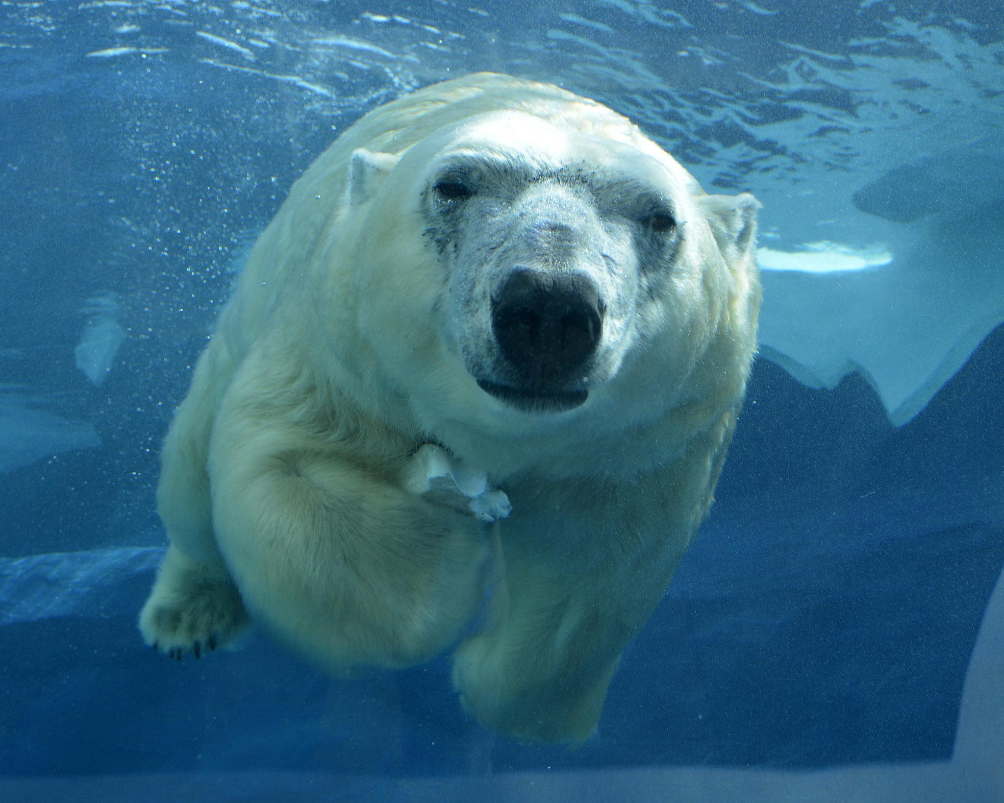 polar bear zoo habitat