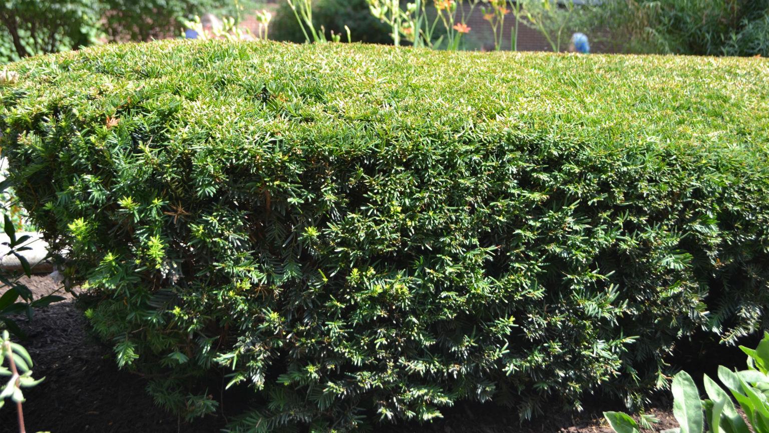 Research of taxus media species led to the development of a drug used to treat ovarian cancer and is now used as part of various cancer treatments. (Kristen Thometz / Chicago Tonight)