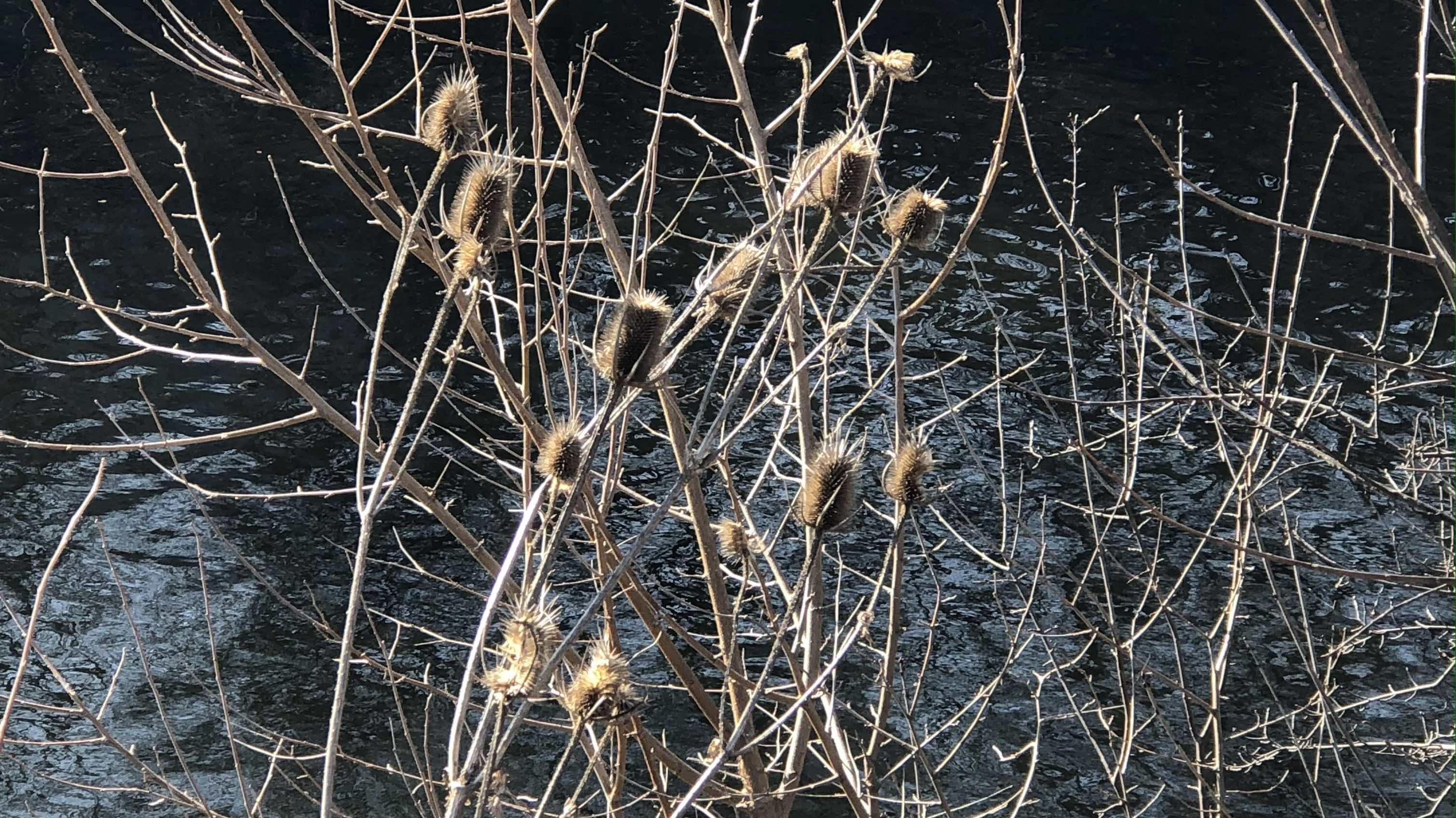 Look for teasel's signature dried spikes along roadsides and other disturbed areas. (Patty Wetli / WTTW News)