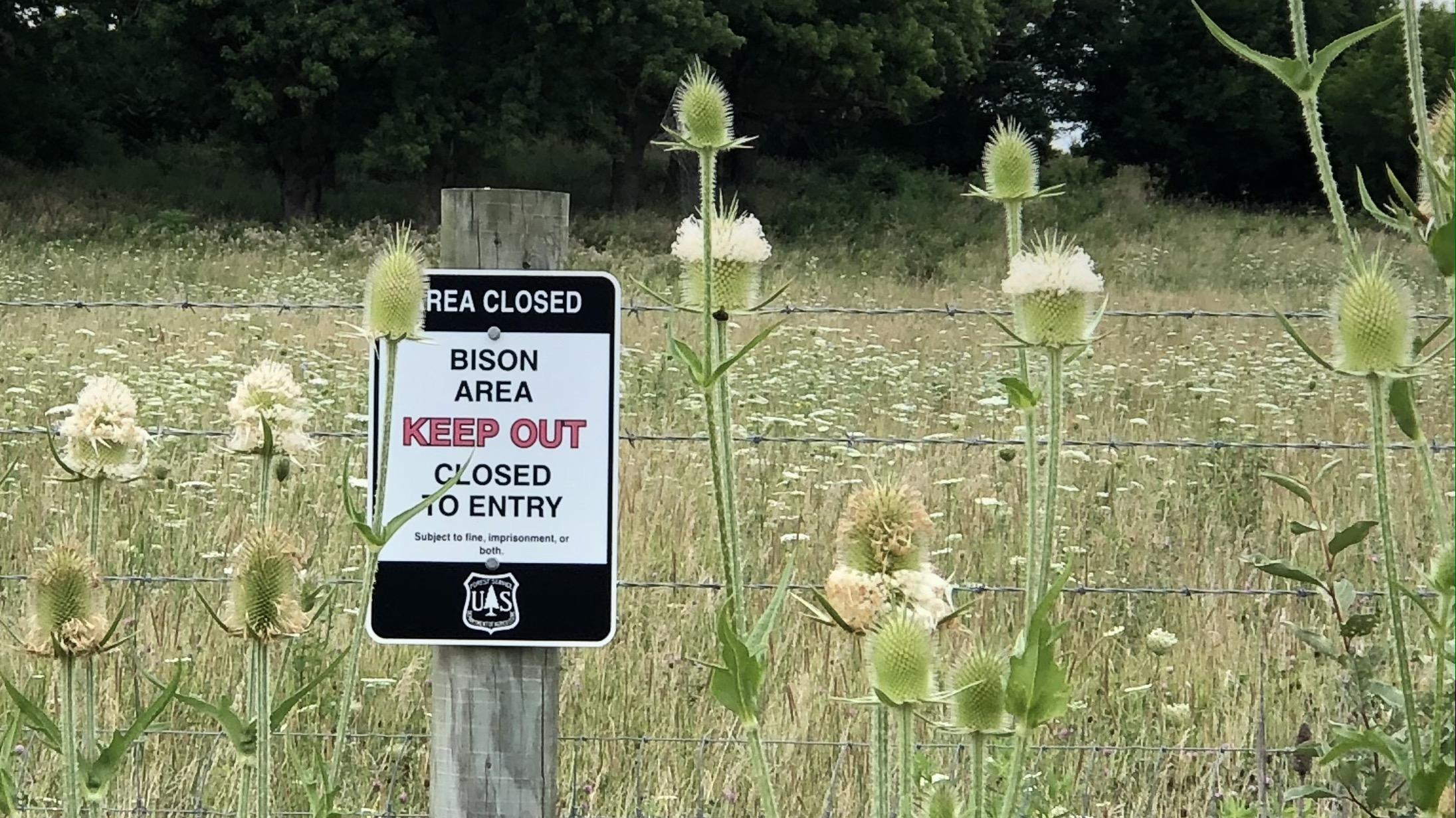 Invasive cutleaf teasel threatens already vulnerable natural areas and restoration sites. (Patty Wetli / WTTW News)