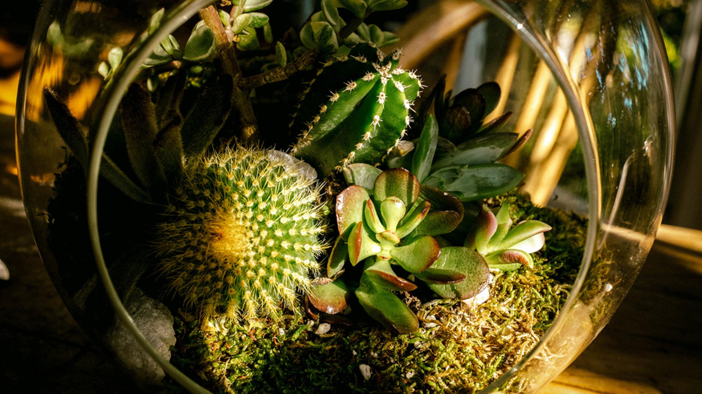 Create your own tiny green universe at a hands-on workshop. (Sonny Abesamis / Flickr)