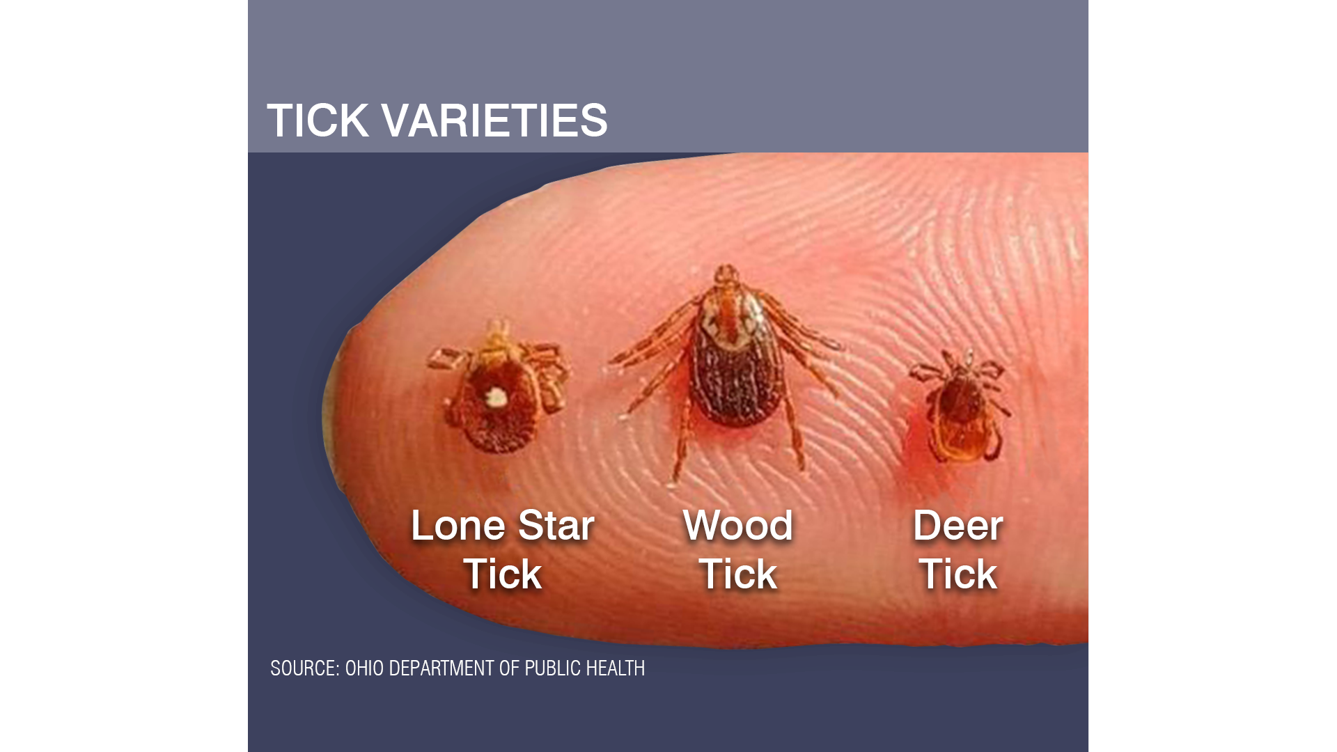 tick identification