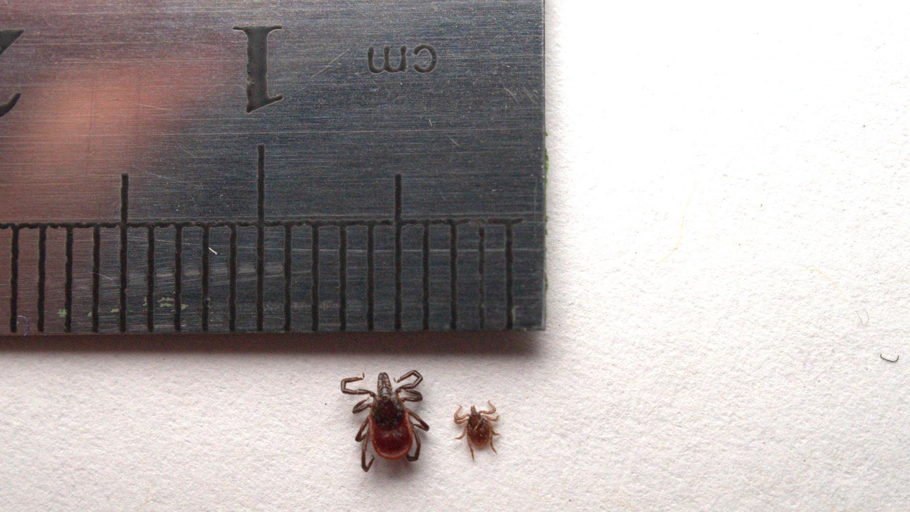 The immature nymph stage of ticks poses the greatest risk in part because it's so tiny as to be almost undetectable. (Courtesy of Lincoln Park Zoo)