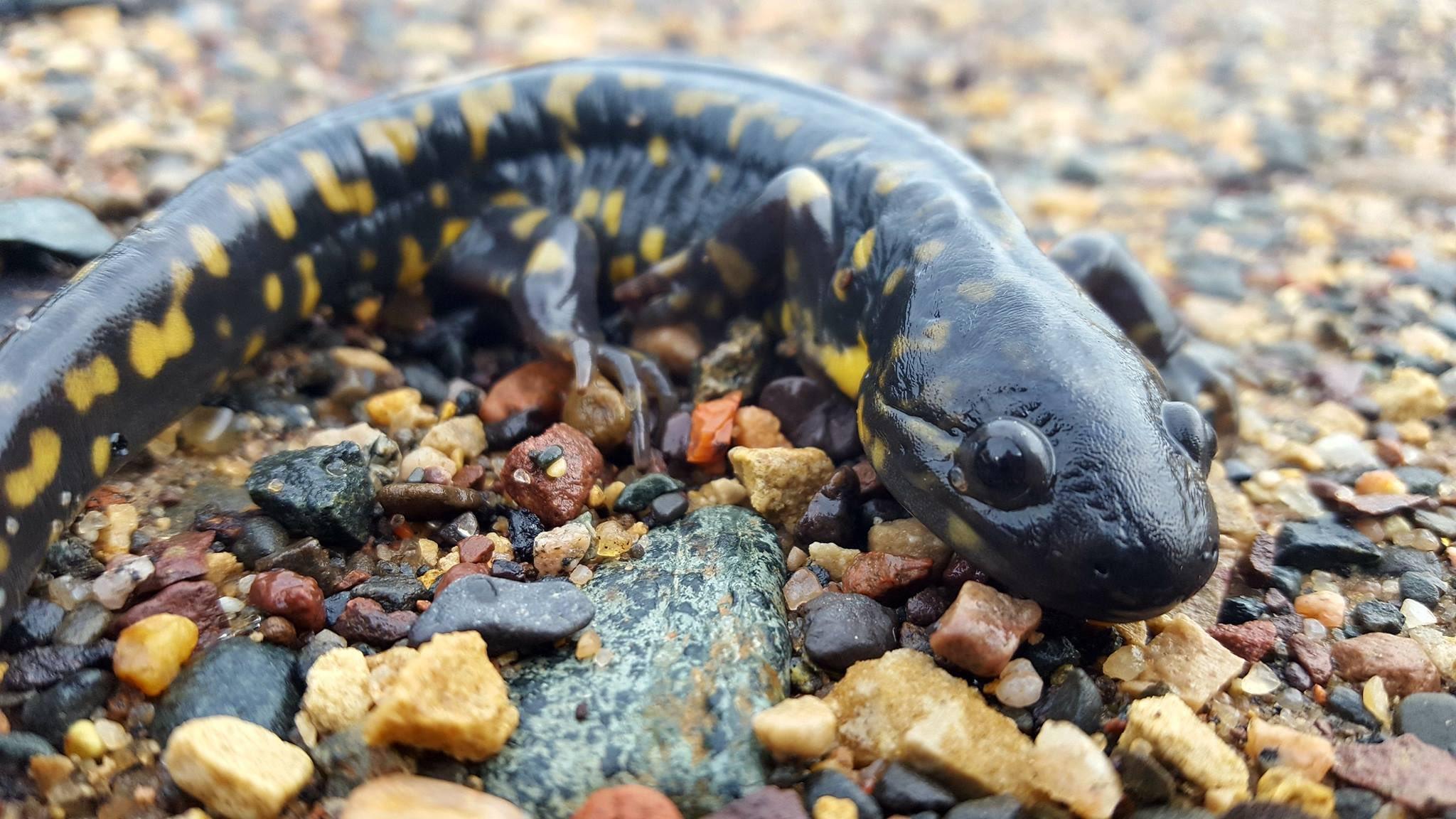 Eastern tiger salamanders are the most abundant native species in the Chicago region but few people ever set eyes on these reclusive creatures. (U.S. Fish and Wildlife Service Midwest Region)