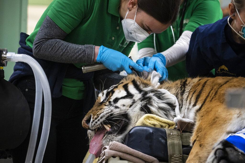 Veterinarians, technicians and staff prepare Malena, a 10-year-old endangered Amur tiger, for total hip replacement surgery at Brookfield Zoo, Wednesday, Jan. 27, 2021 in Brookfield, Ill. (Ashlee Rezin Garcia / Chicago Sun-Times via AP)