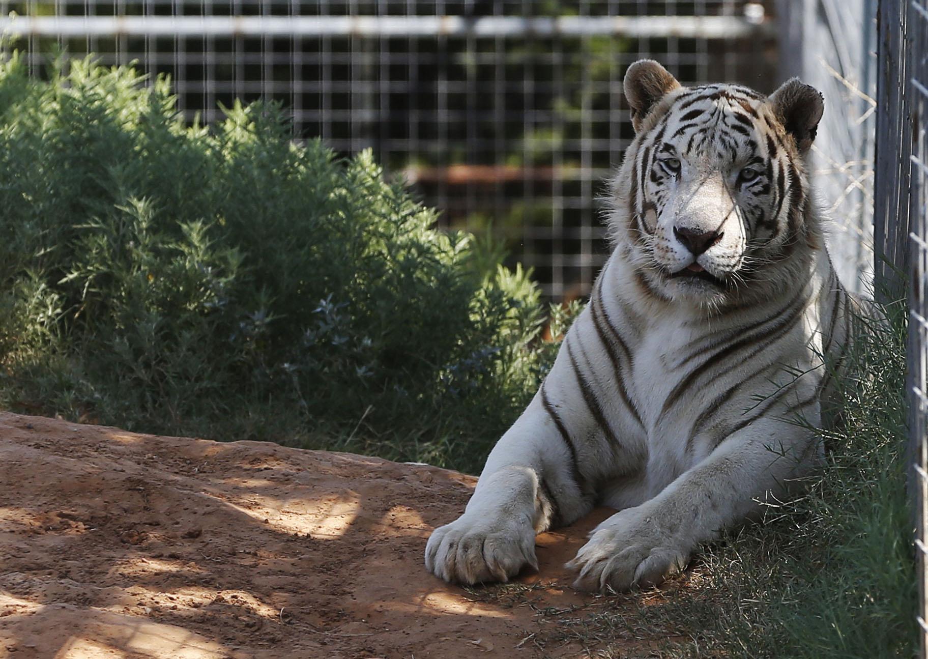 In this Wednesday, Aug. 28, 2013, file photo, one of the tigers living at the Greater Wynnewood Exotic Animal Park is pictured at the park in Wynnewood, Okla. (AP Photo / Sue Ogrocki, File)