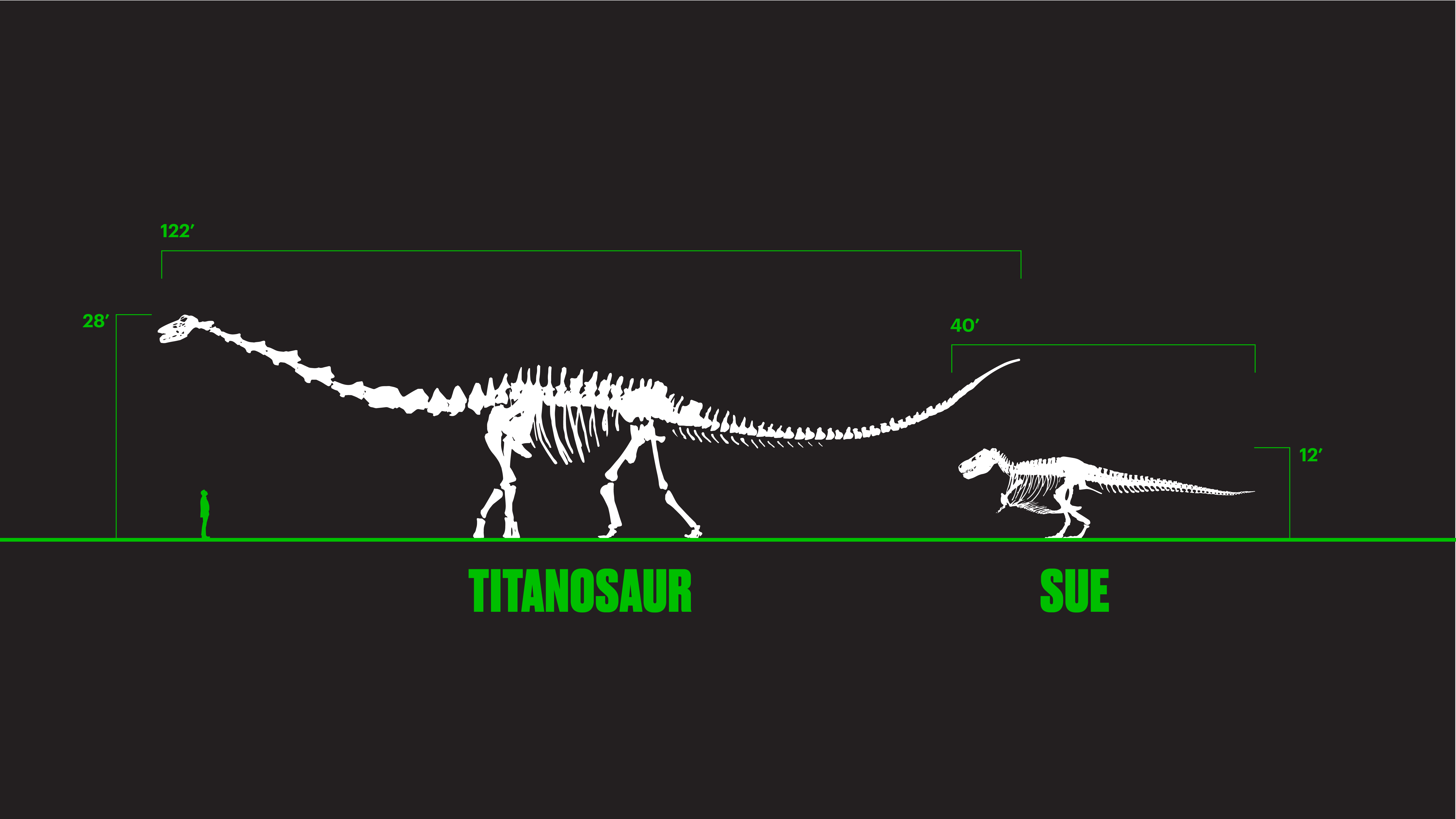 The Field Museum will soon be home to a touchable cast of the largest dinosaur ever discovered, a 122-foot long titanosaur. (Illustration courtesy The Field Museum)