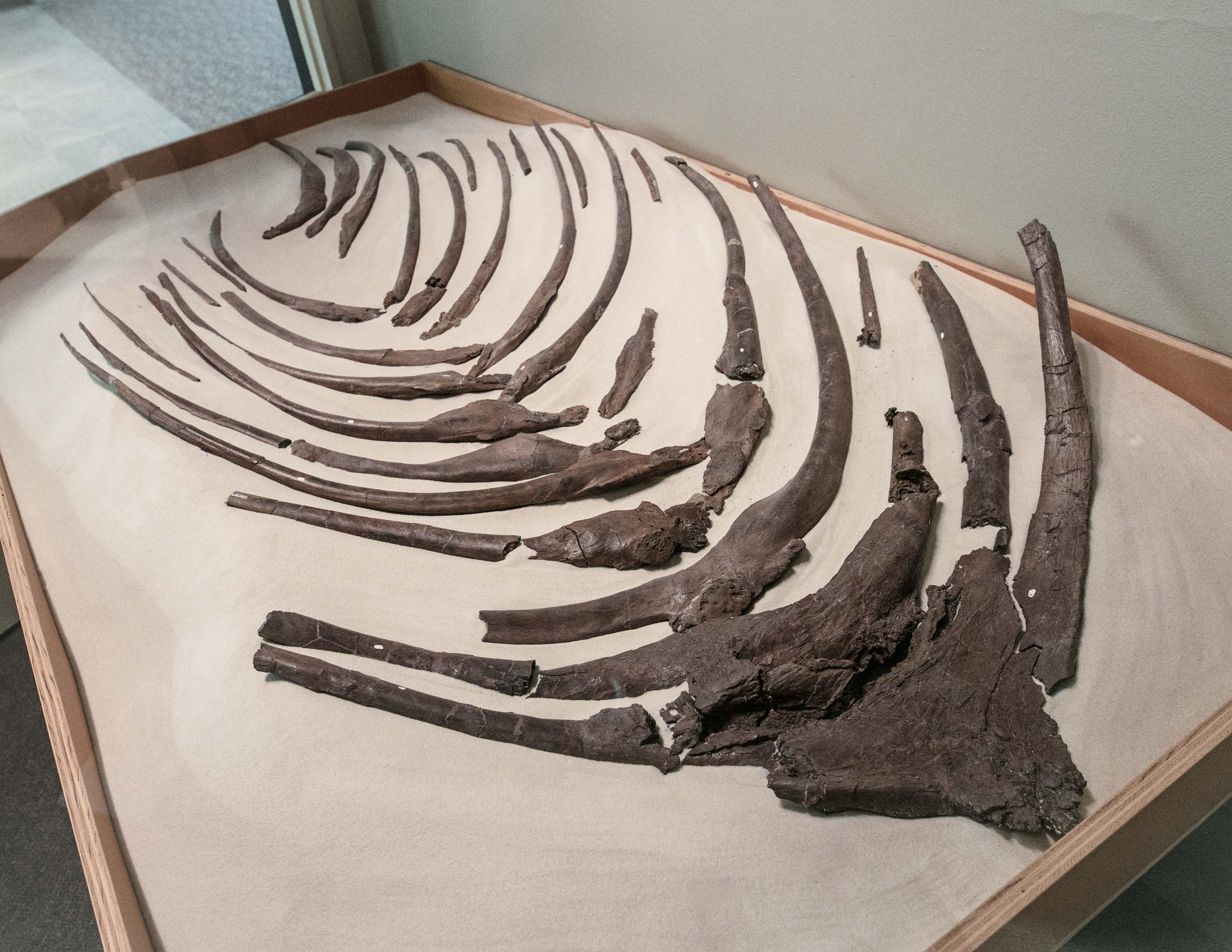 Sue’s fossilized gastralia, on display in the museum's Evolving Planet exhibit. (Zachary James Johnston / The Field Museum)