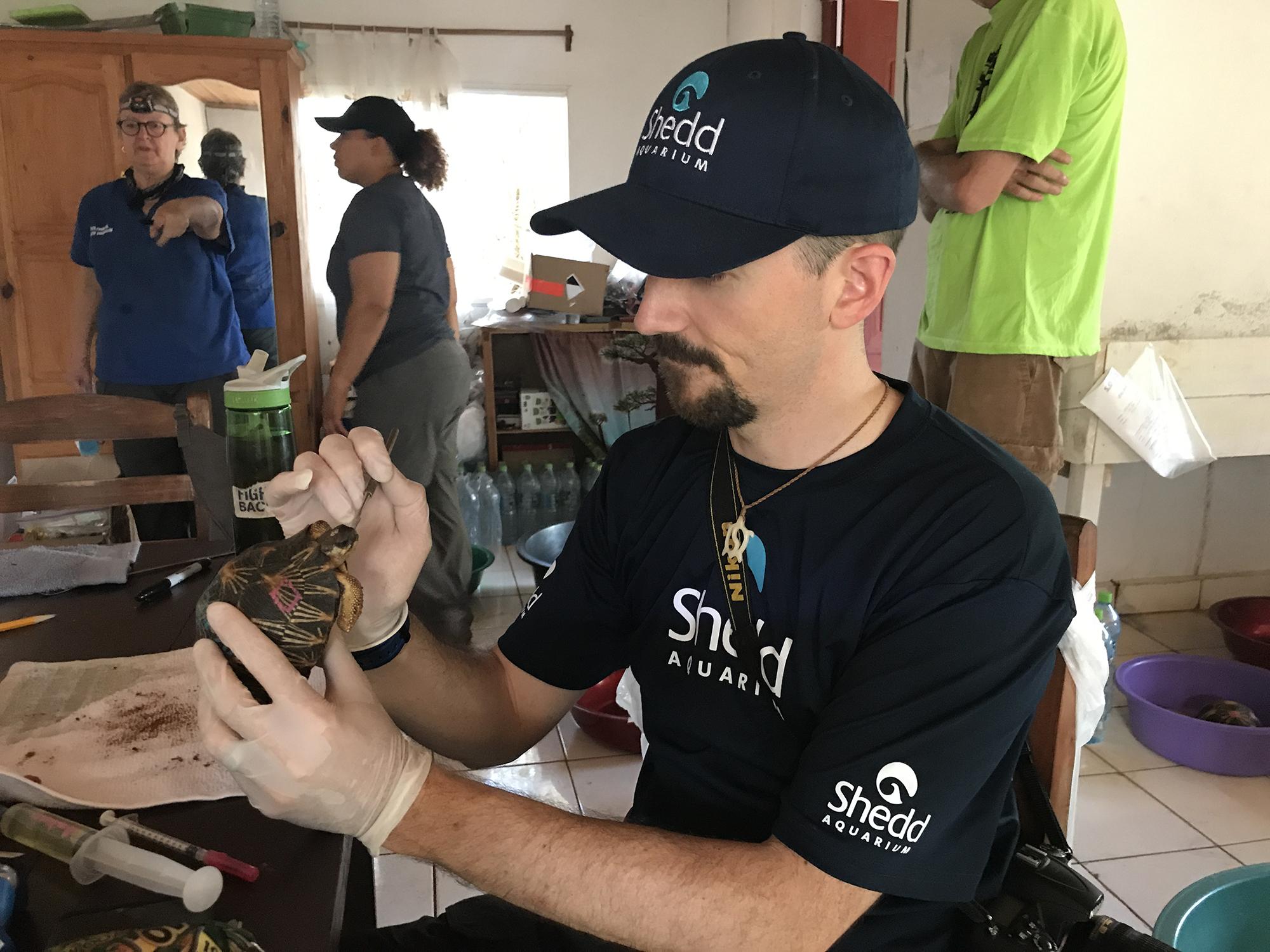 Shedd staff veterinarian Dr. Matt O'Connor examines a tortoise found last month in an abandoned house in Madagascar. (©Shedd Aquarium)