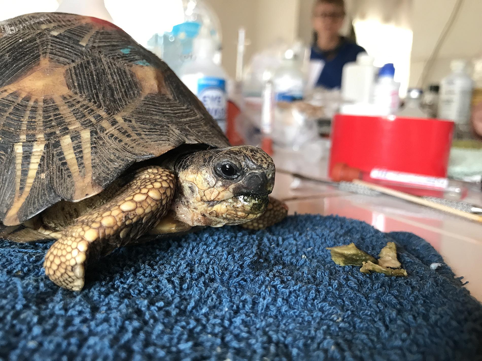 veterinary doctor for tortoise near me
