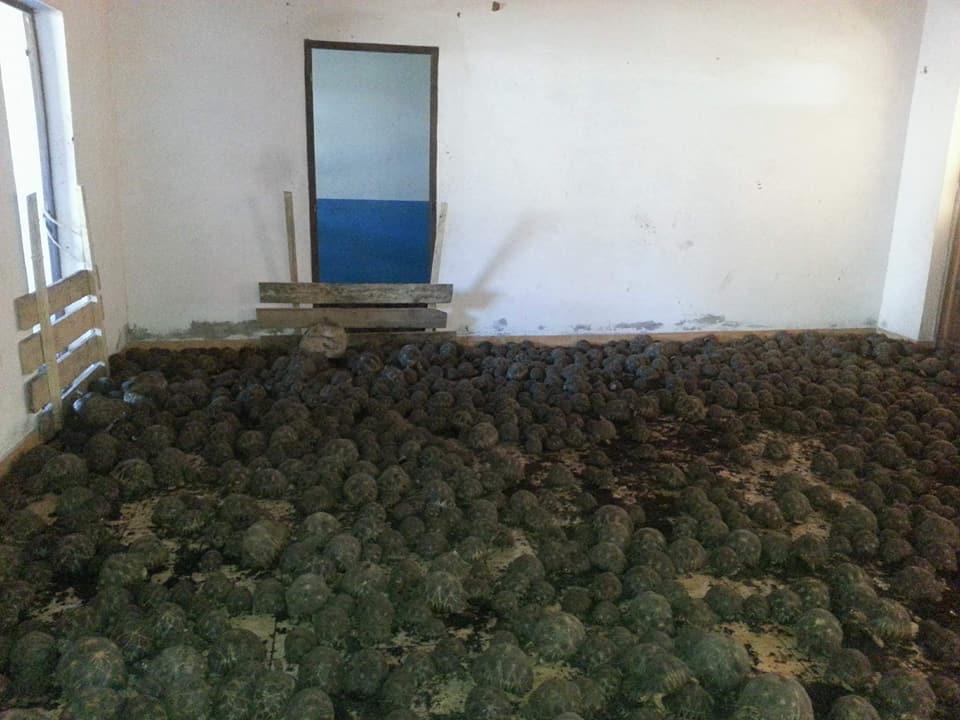 More than 10,000 tortoises were found last month in an abandoned house in Madagascar. (Courtesy Turtle Survival Alliance)