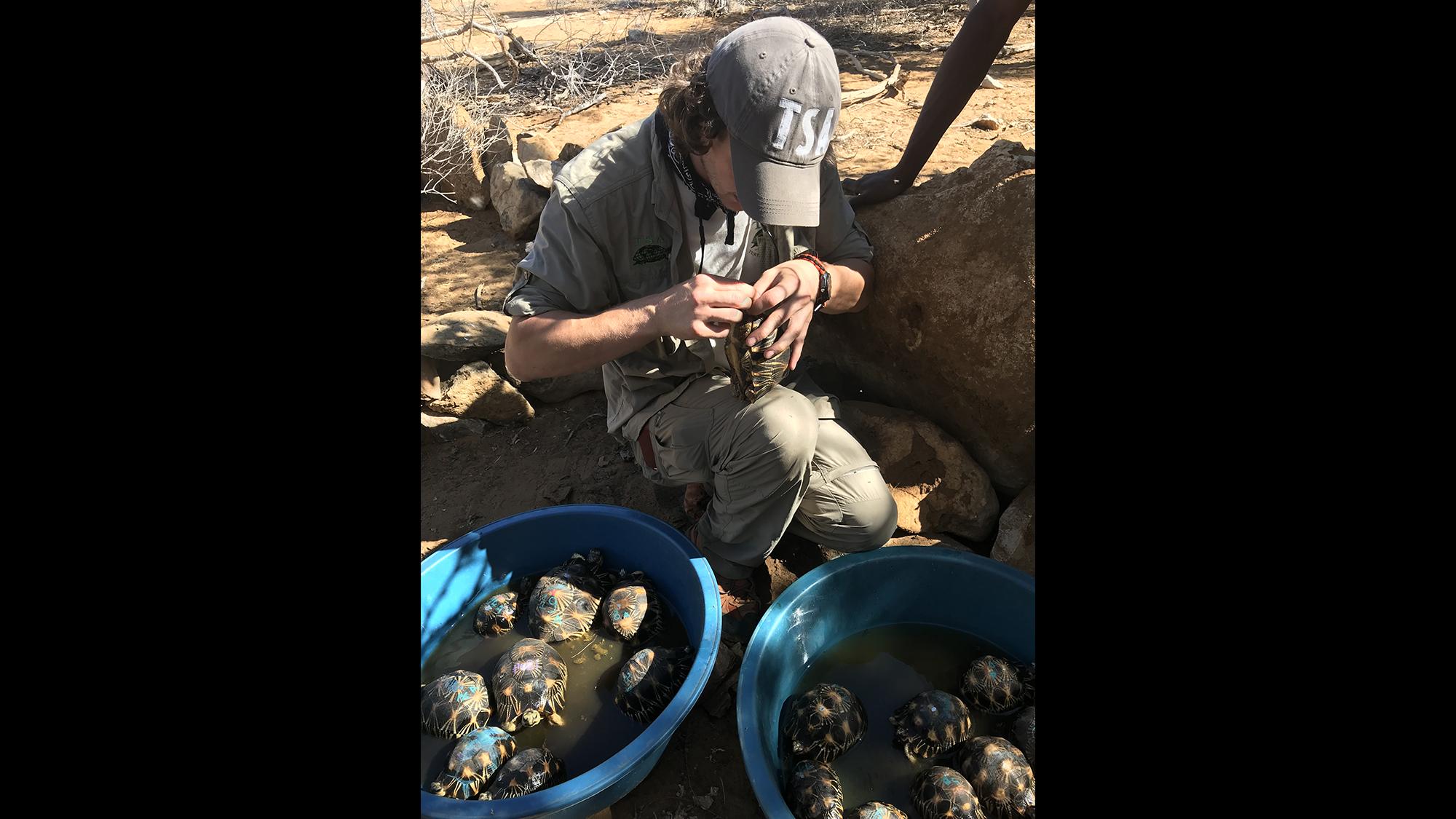 A representative of Turtle Survival Alliance examines tortoises that were found last month living in an abandoned home in Madagascar. (Courtesy Turtle Survival Alliance)