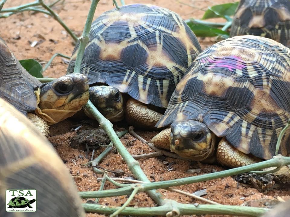 Radiated tortoises are prized by wildlife traffickers for the star-like patterns that cover their high-domed shells. (Courtesy Turtle Survival Alliance)
