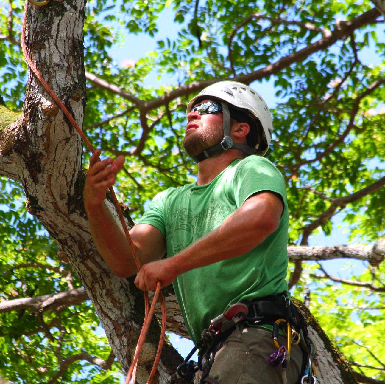 Опасные деревья. Арборист. Arborist профессия. Женщина арборист.