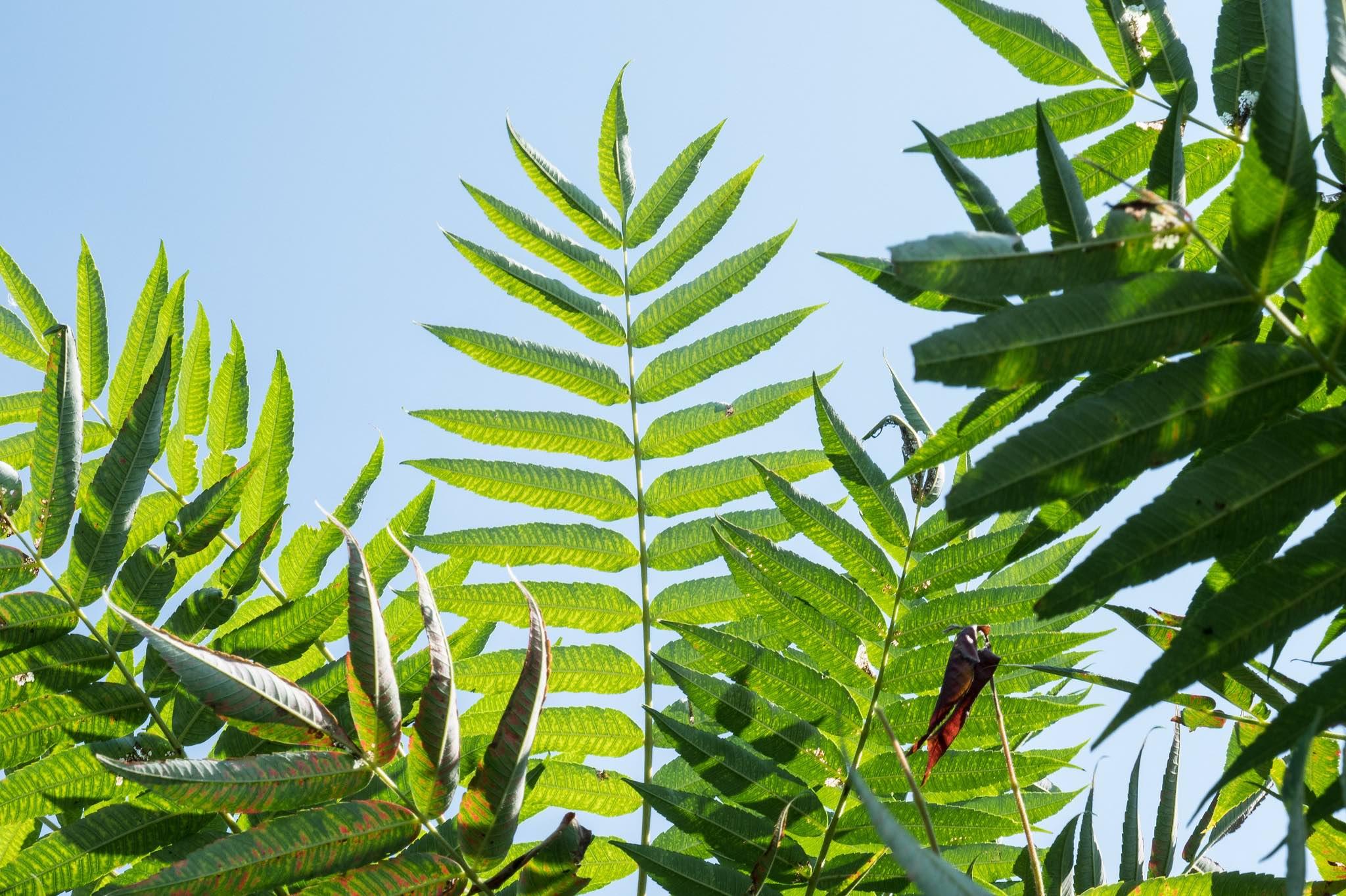 Highly invasive tree of heaven is one of spotted lanternfly's preferred hosts. Getting rid of the plant is one way to defeat the insect's spread. (U.S. Department of Agriculture)