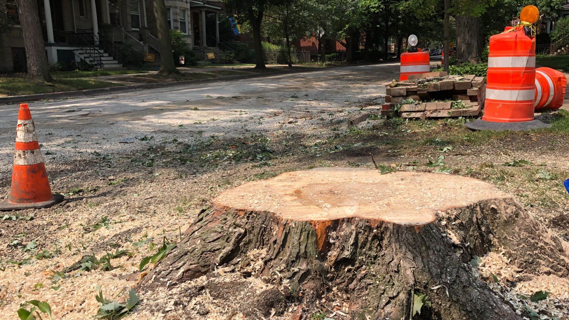 Trees met the chainsaw in Andersonville due to a Water Department project. (Patty Wetli / WTTW News)