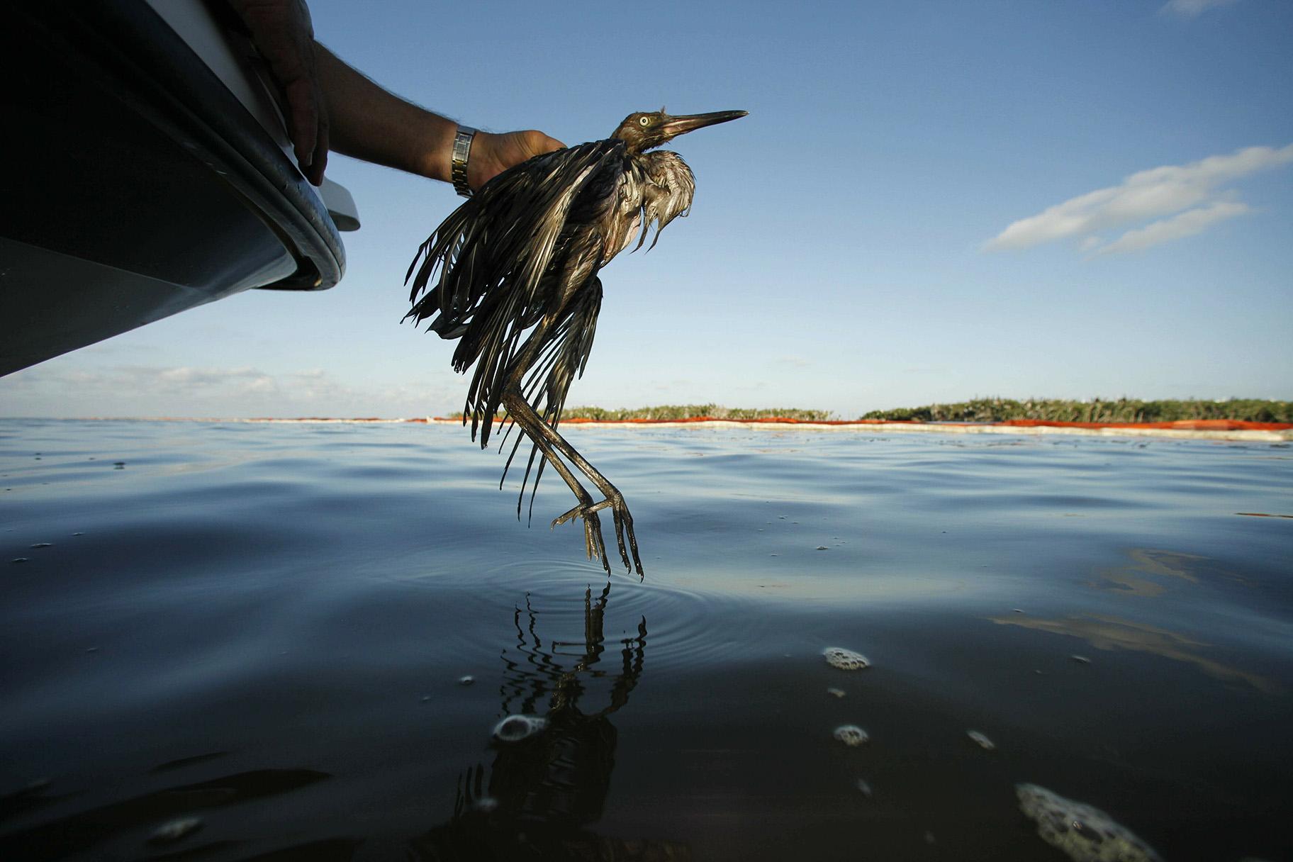 In this June 26, 2010 file photo, Plaquemines Parish Coastal Zone Director P.J. Hahn rescues a heavily oiled bird from the waters of Barataria Bay, La. (AP Photo / Gerald Herbert, File)