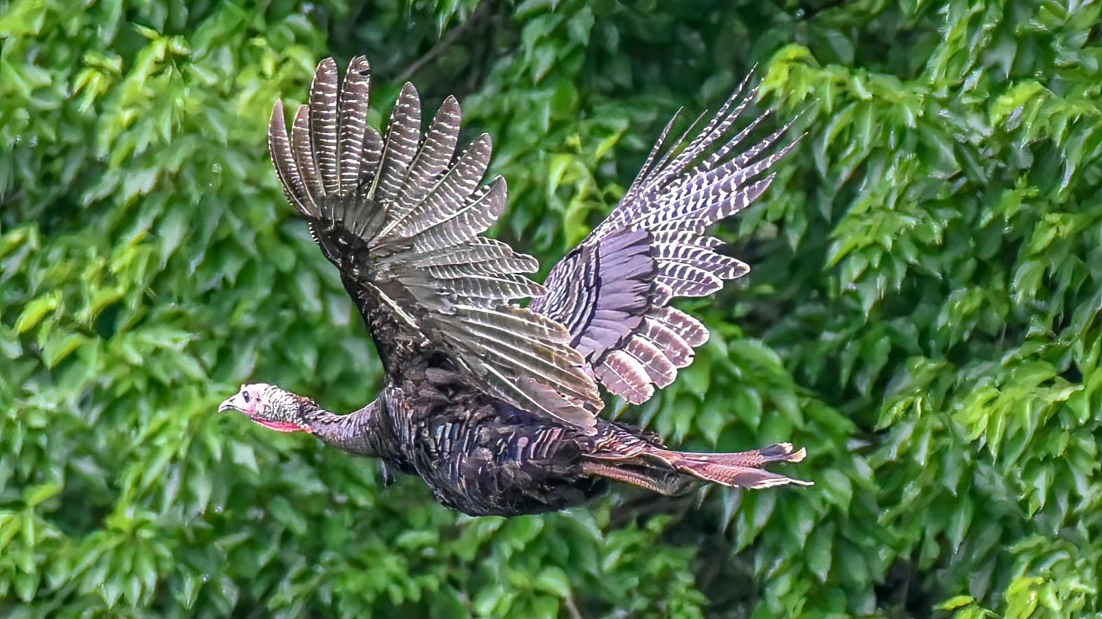 A wild turkey takes flight at Midewin National Tallgrass Prairie. (Veronica Hinke / USDA)