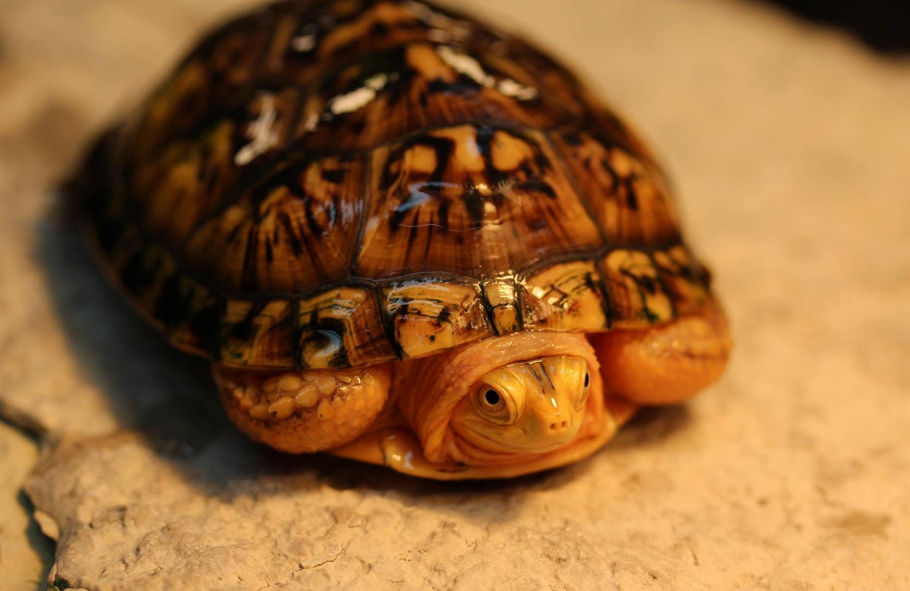 Shirlee, who was originally named Lucy, is a Blanding’s turtle with a rare genetic condition that gives her a yellow hue. (Courtesy Peggy Notebaert Nature Museum) 