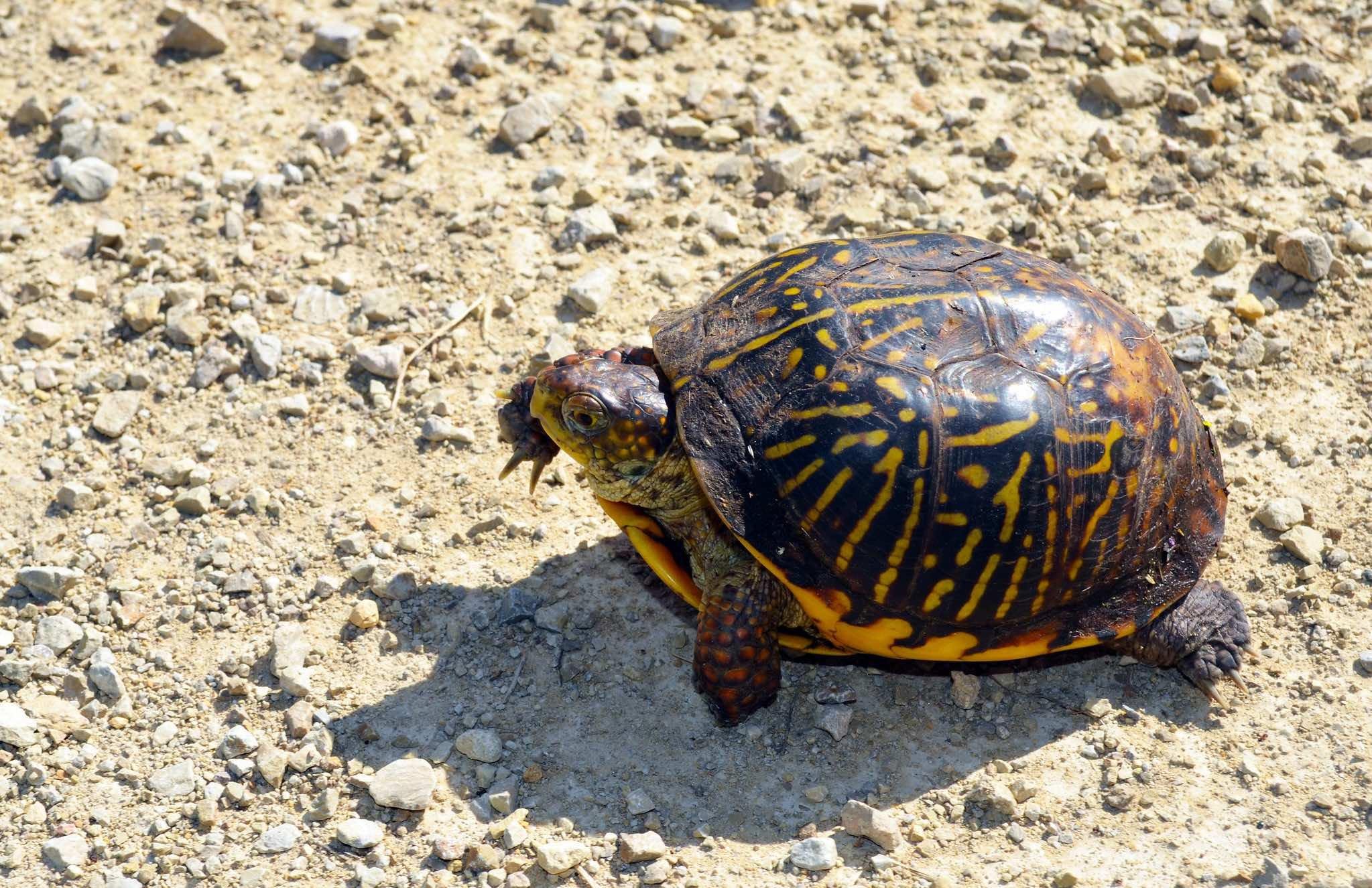 Ornate box turtles are doubly threatened by loss of habitat and illegal poaching. (Joanna Gilkeson / U.S. Fish and Wildlife Service Midwest Region)