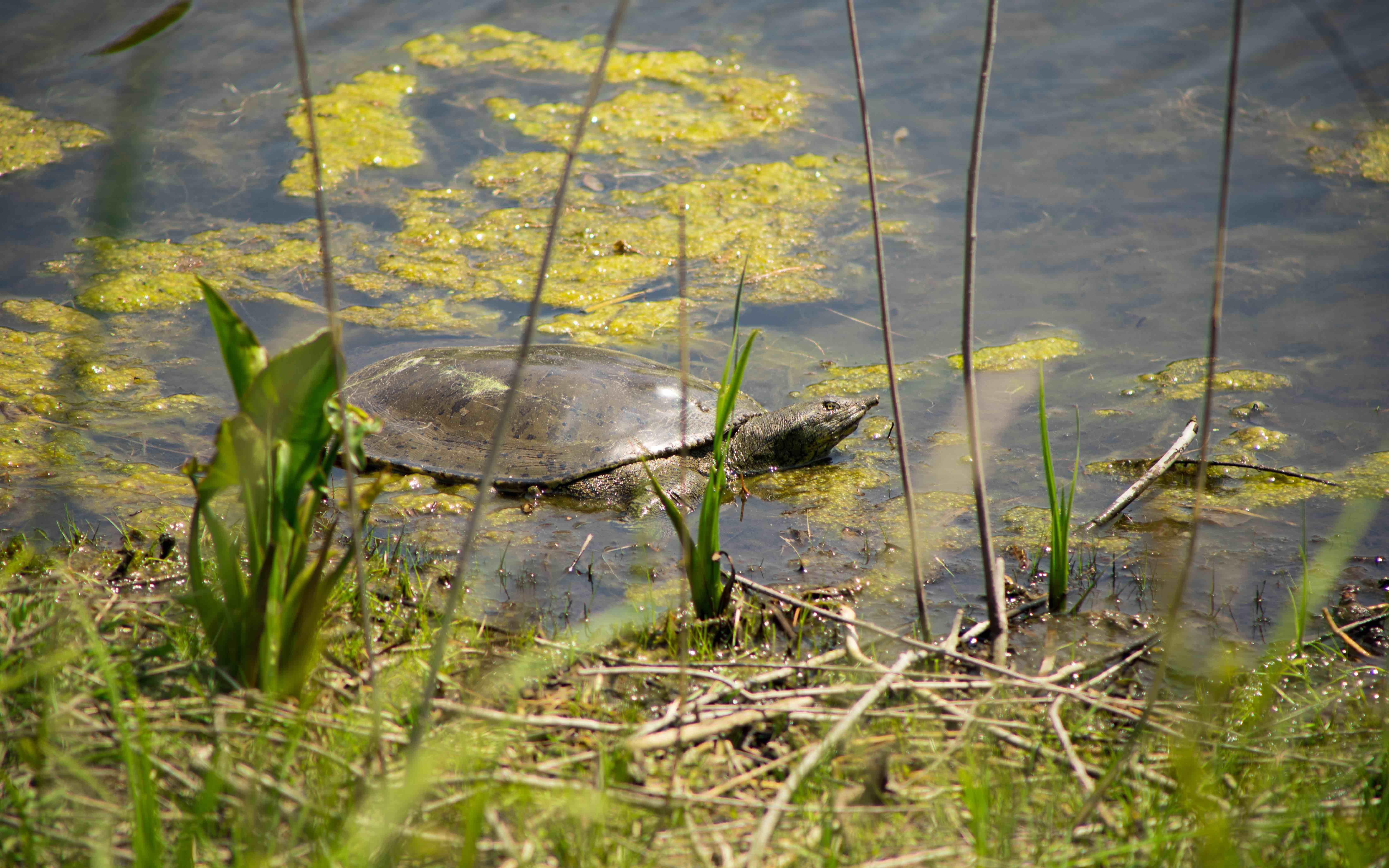 A soft shell turtle in Lincoln Park. (Michael Izquierdo / WTTW News)