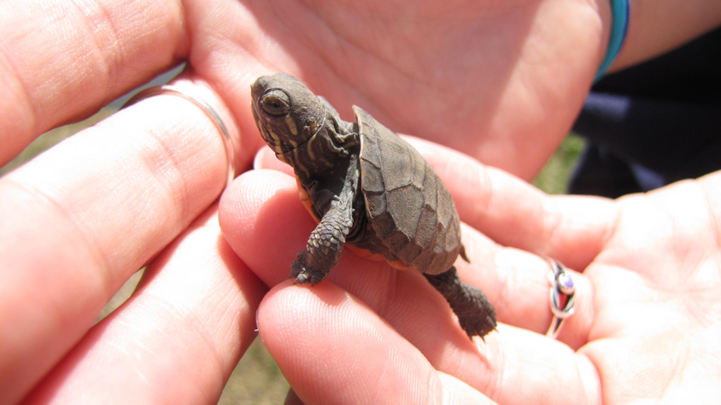 (Seney Natural History Association / Flickr)