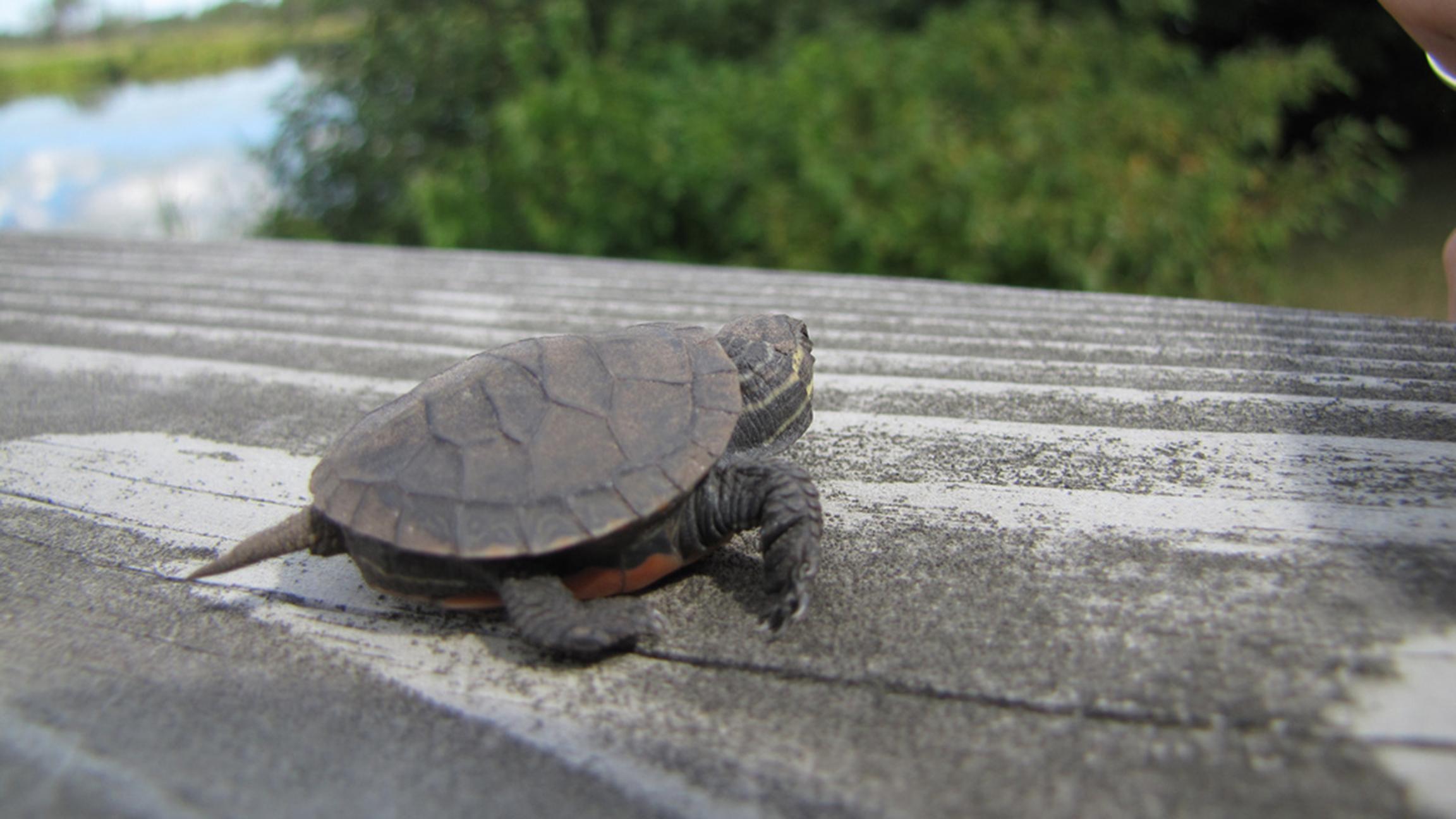 (Seney Natural History Association / Flickr)