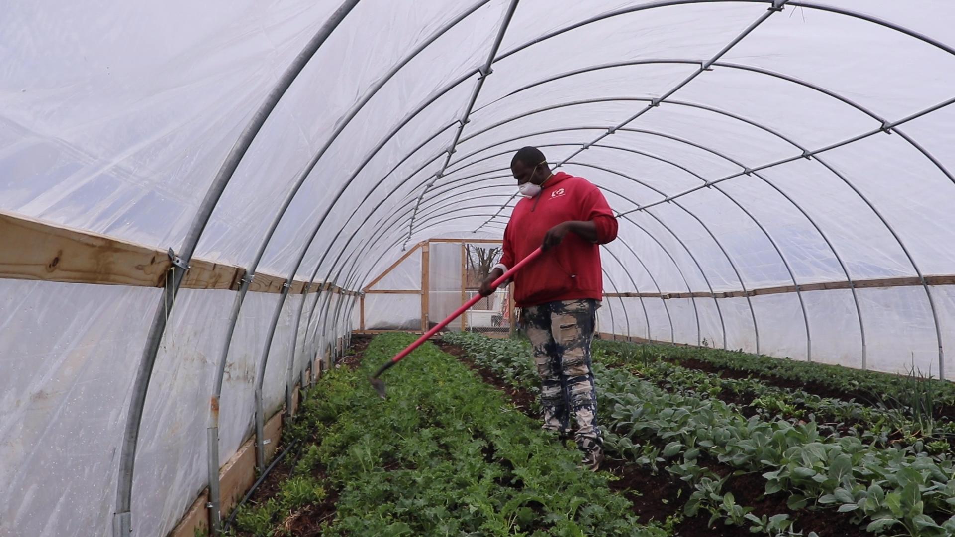 Malcolm Evans, the manager of Urban Growers Collective’s South Chicago farm, wears a face mask while working on the 14-acre site during the COVID-19 pandemic. (Evan Garcia / WTTW News)