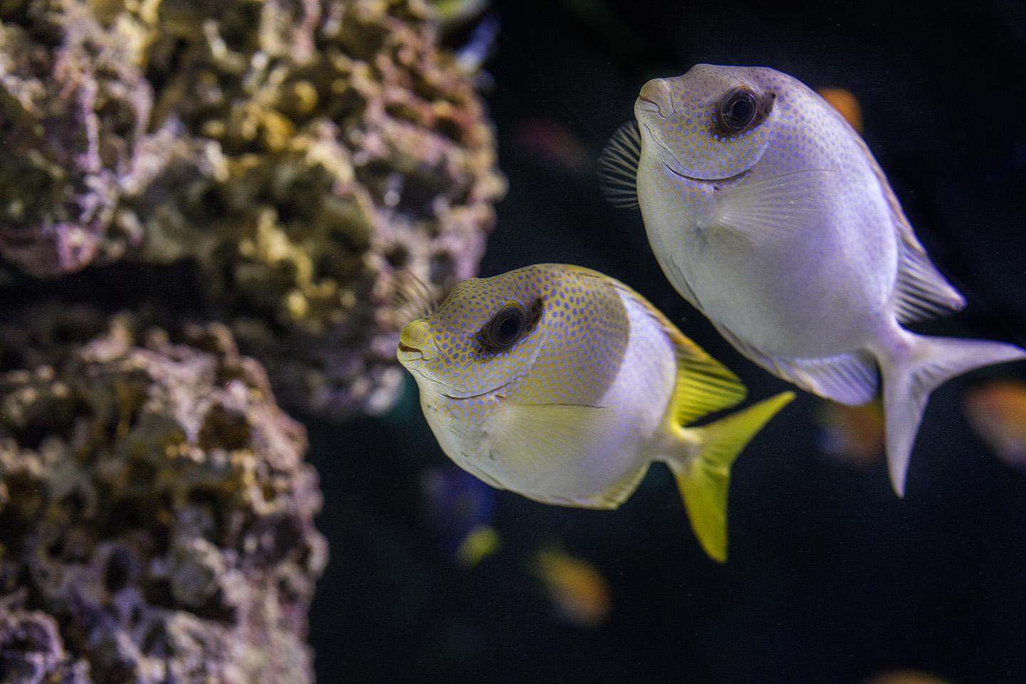 A new exhibit at Shedd Aquarium will display the "vibrant beauty of marine life" through 100 different species. (© Shedd Aquarium / Brenna Hernandez)