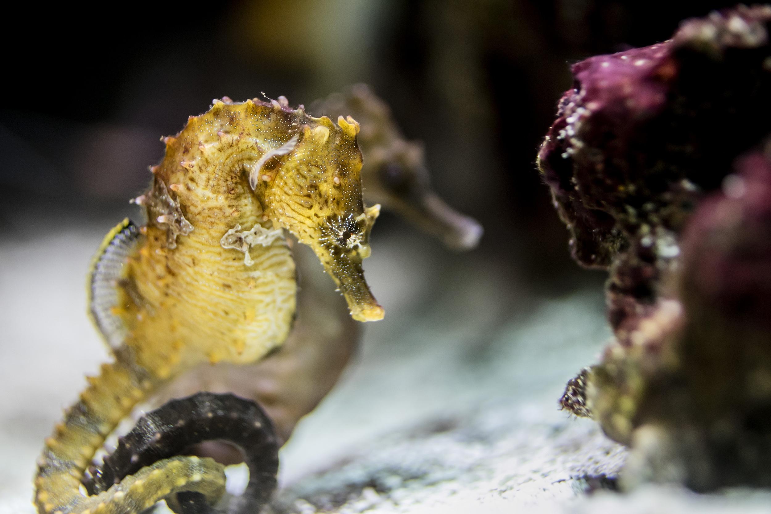 Shedd Aquarium's new "Underwater Beauty" exhibit will feature 100 different species, including seahorses. (© Shedd Aquarium / Brenna Hernandez)