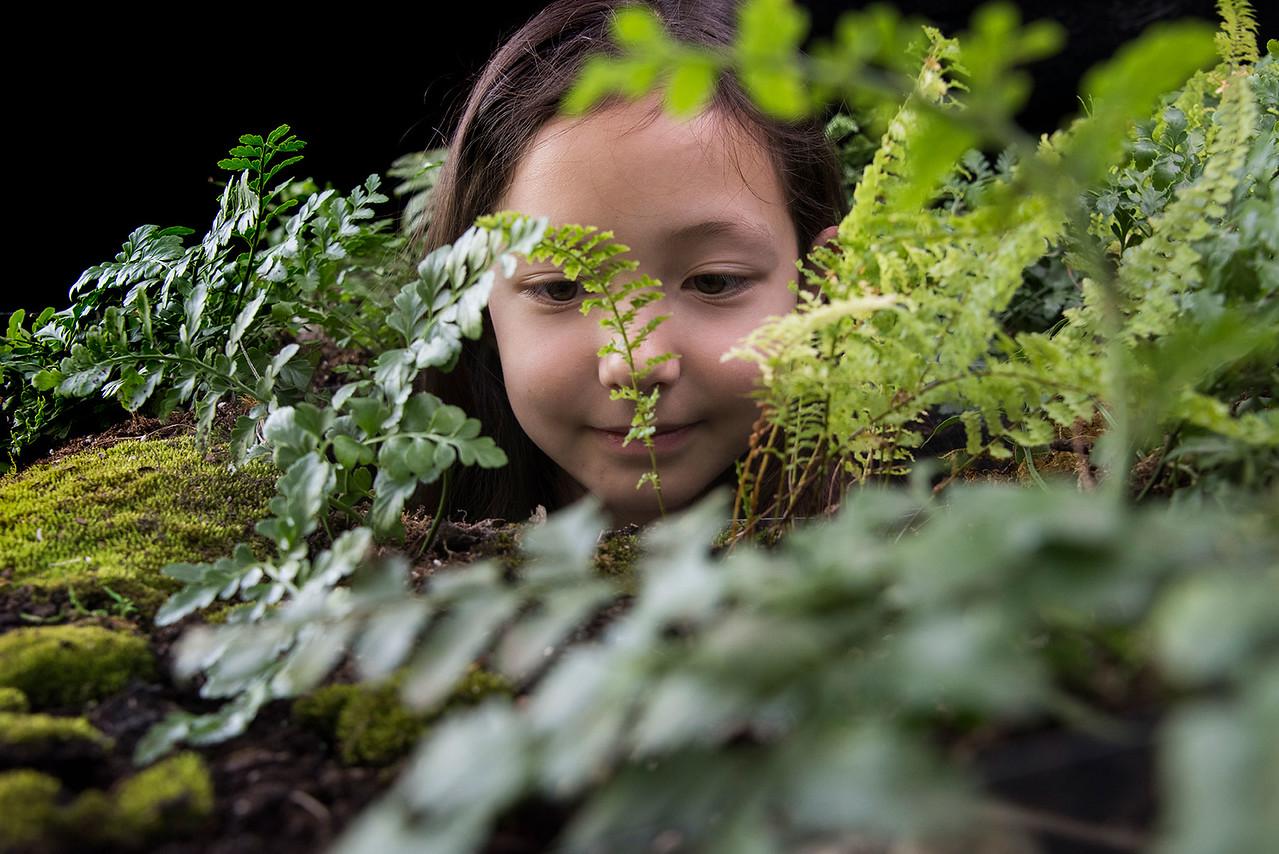 Peek into hanging terrariums for an ant’s-eye view of nature with the “Local Homes: Nature in Your Backyard installation" by artist Vaughn Bell at the Unearth Science festival. (Chicago Botanic Garden)