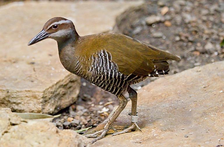 Guam rails were first reintroduced to the wild in 1989 on the island of Rota. (Greg Hume / Wikimedia Commons)
