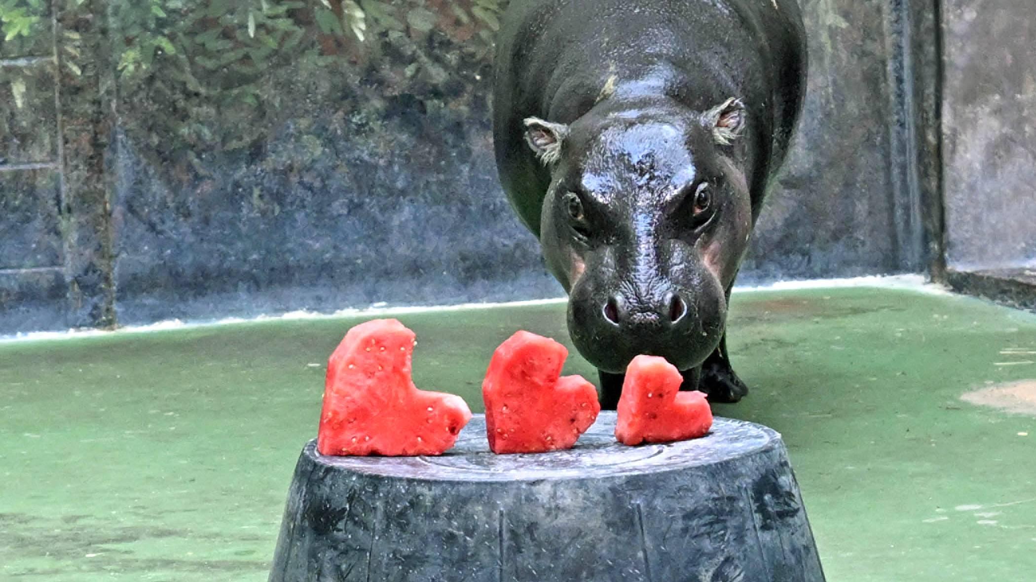 Three-year-old Banana, a pygmy hippopotamus at Brookfield Zoo, eyes her heart-shaped watermelon. (Jim Schulz / CZS-Brookfield Zoo)