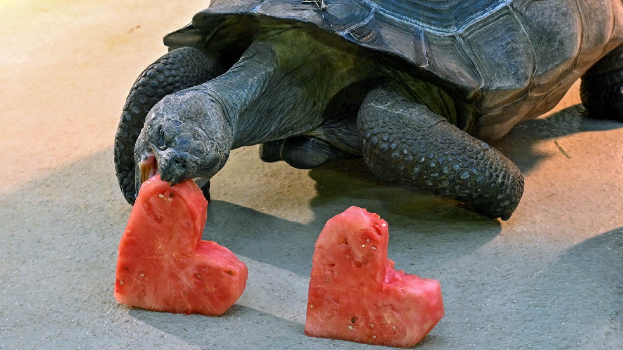 One of Brookfield Zoo’s Galapagos tortoises chomps on a heart-shaped watermelon. (Jim Schulz / CZS-Brookfield Zoo)
