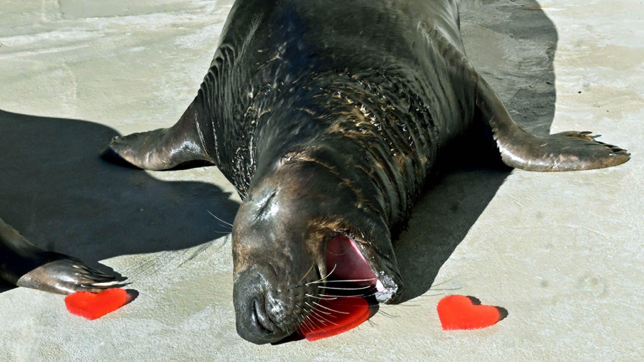 Kiinaq, a grey seal, tackles a slippery gelatin heart. (Jim Schulz / CZS-Brookfield Zoo)