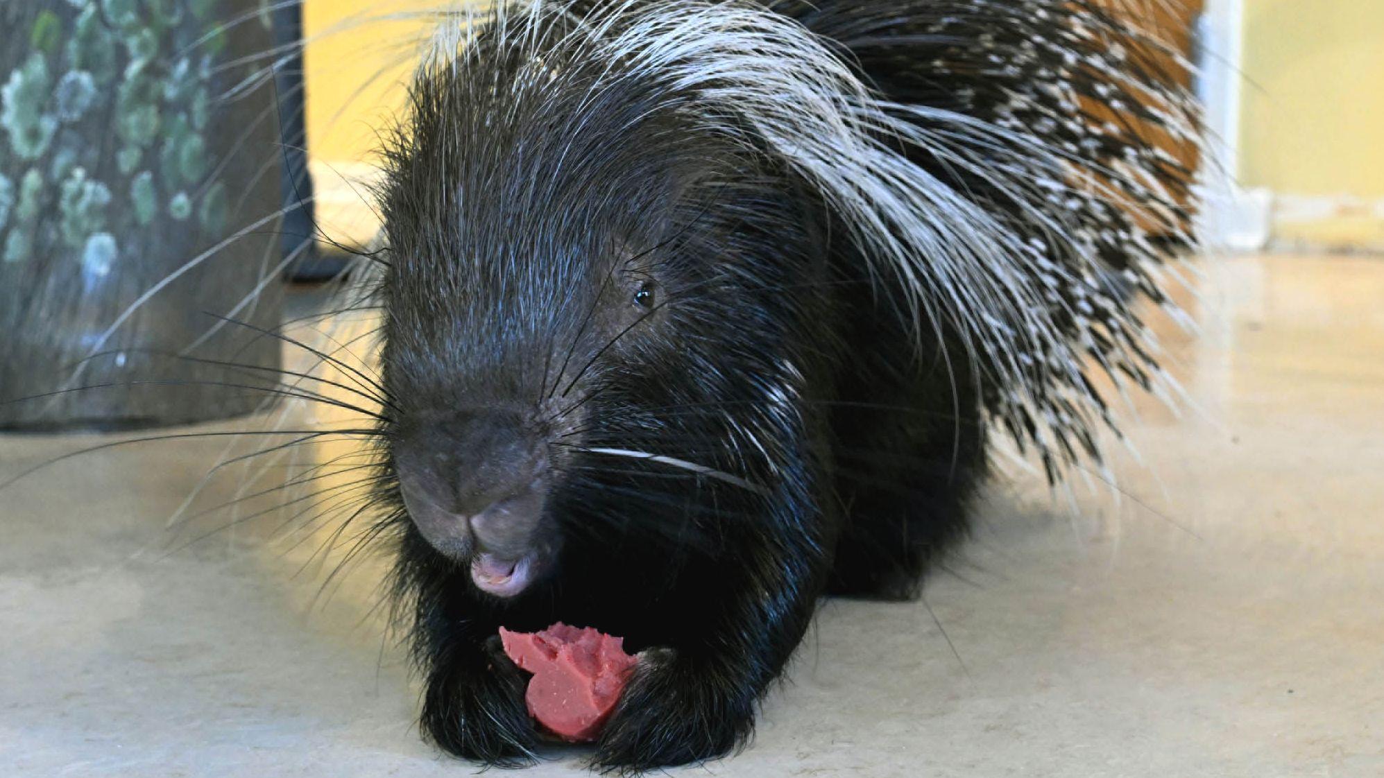 Norman, a Cape porcupine, received heart-shaped treats made of biscuit and gelatin. (Jim Schulz / CZS-Brookfield Zoo)