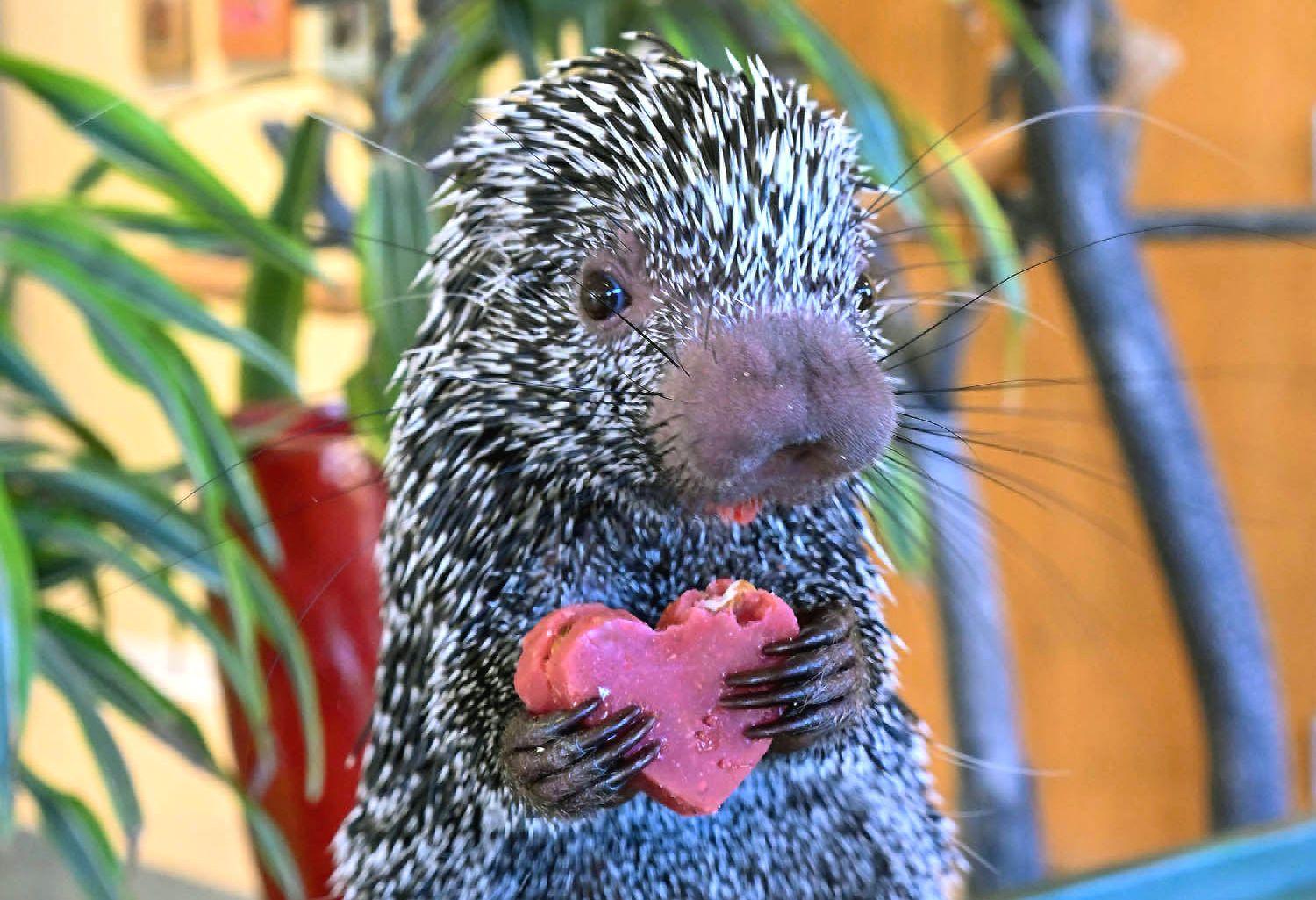 be-mine-animals-at-brookfield-zoo-enjoy-a-valentine-s-day-celebration