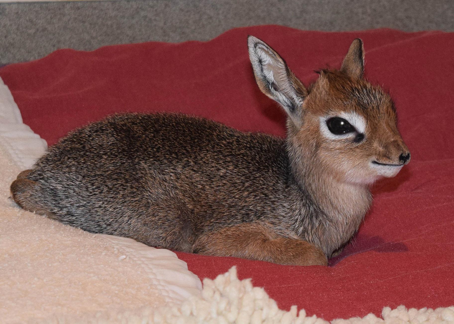 Valentino, a small African antelope, was born Thursday at Brookfield Zoo. (Cathy Bazzoni / Chicago Zoological Society)