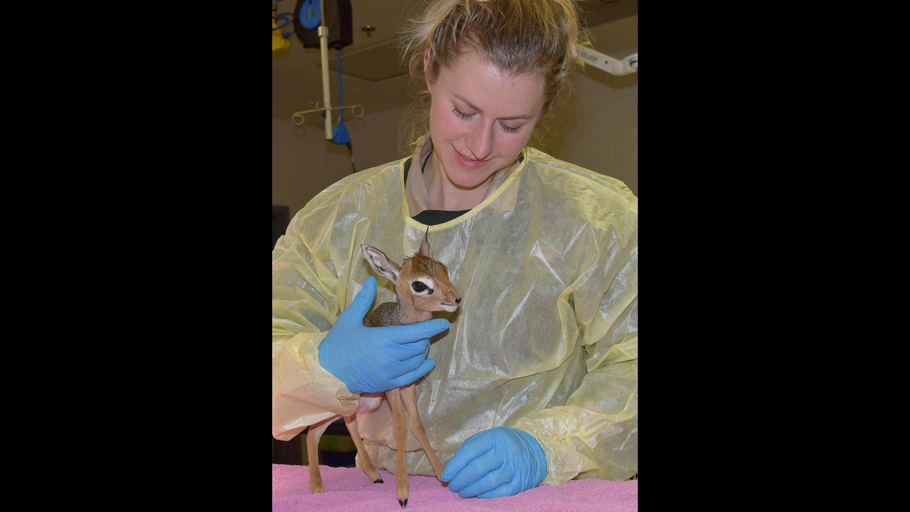 Alicia Grano, an animal care specialist at Brookfield Zoo, with Valentino, a Kirk’s dik-dik antelope (Cathy Bazzoni / Chicago Zoological Society)