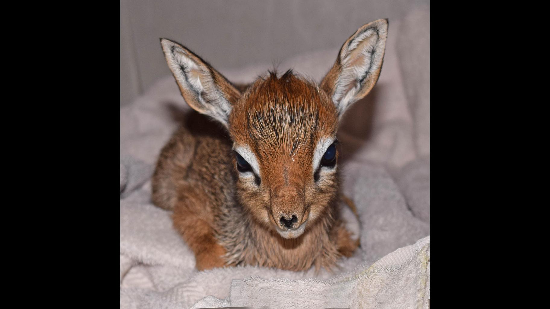 A newborn tiny African antelope named Valentino weighed in at 23 ounces (Cathy Bazzoni / Chicago Zoological Society)