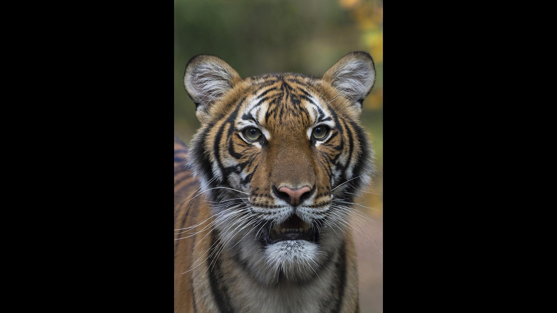 This undated photo provided by the Wildlife Conservation Society shows Nadia, a Malayan tiger at the Bronx Zoo in New York. (Julie Larsen Maher / Wildlife Conservation Society via AP)