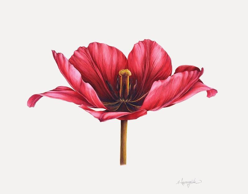Tulip in watercolor (Heeyoung Kim)