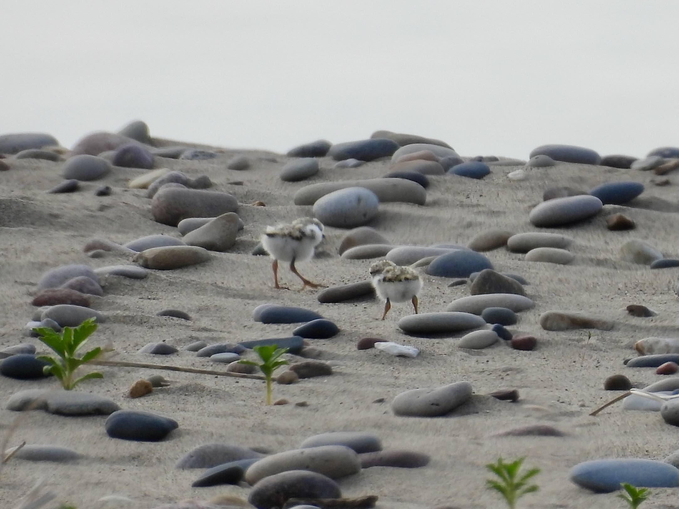Two of Waukegan's newly hatched piping plover chicks, already on the move. (Courtesy of Carolyn Lueck)