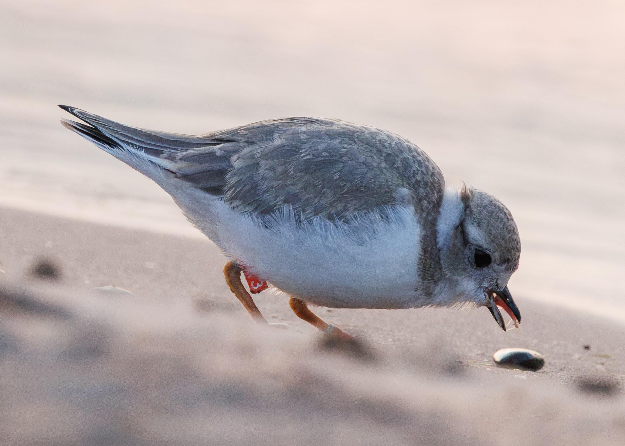 Amaura is one of three captive-reared plover chicks released in Waukegan on Aug. 4, 2026. (Courtesy of Nat Carmichael)