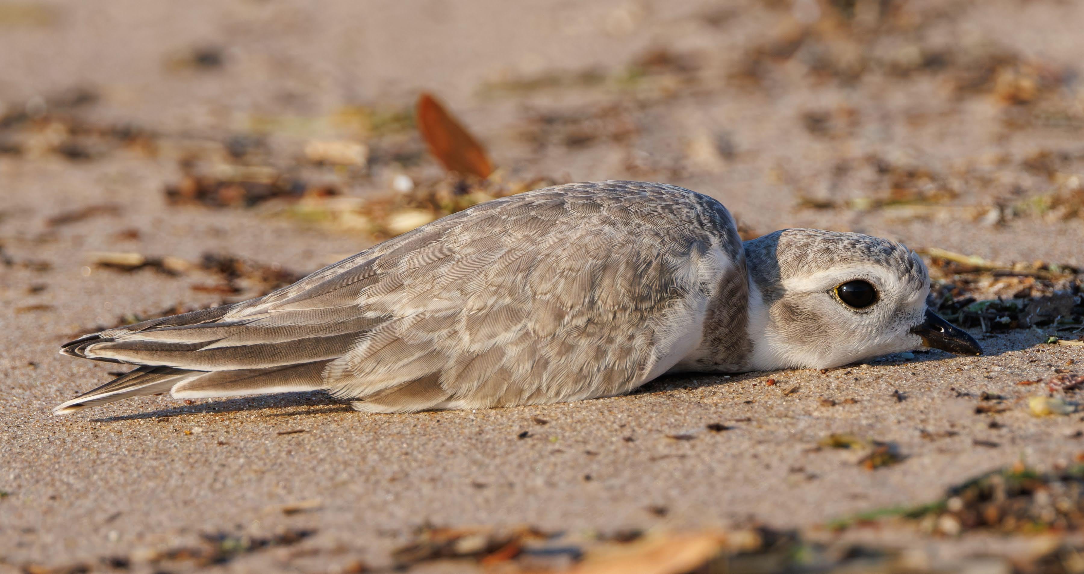 Learning to fly is exhausting. Buddy, a plover chick that hatched at Chicago’s Montrose Beach, has been hanging out at Waukegan before making its first migration south. (Courtesy of Nat Carmichael)