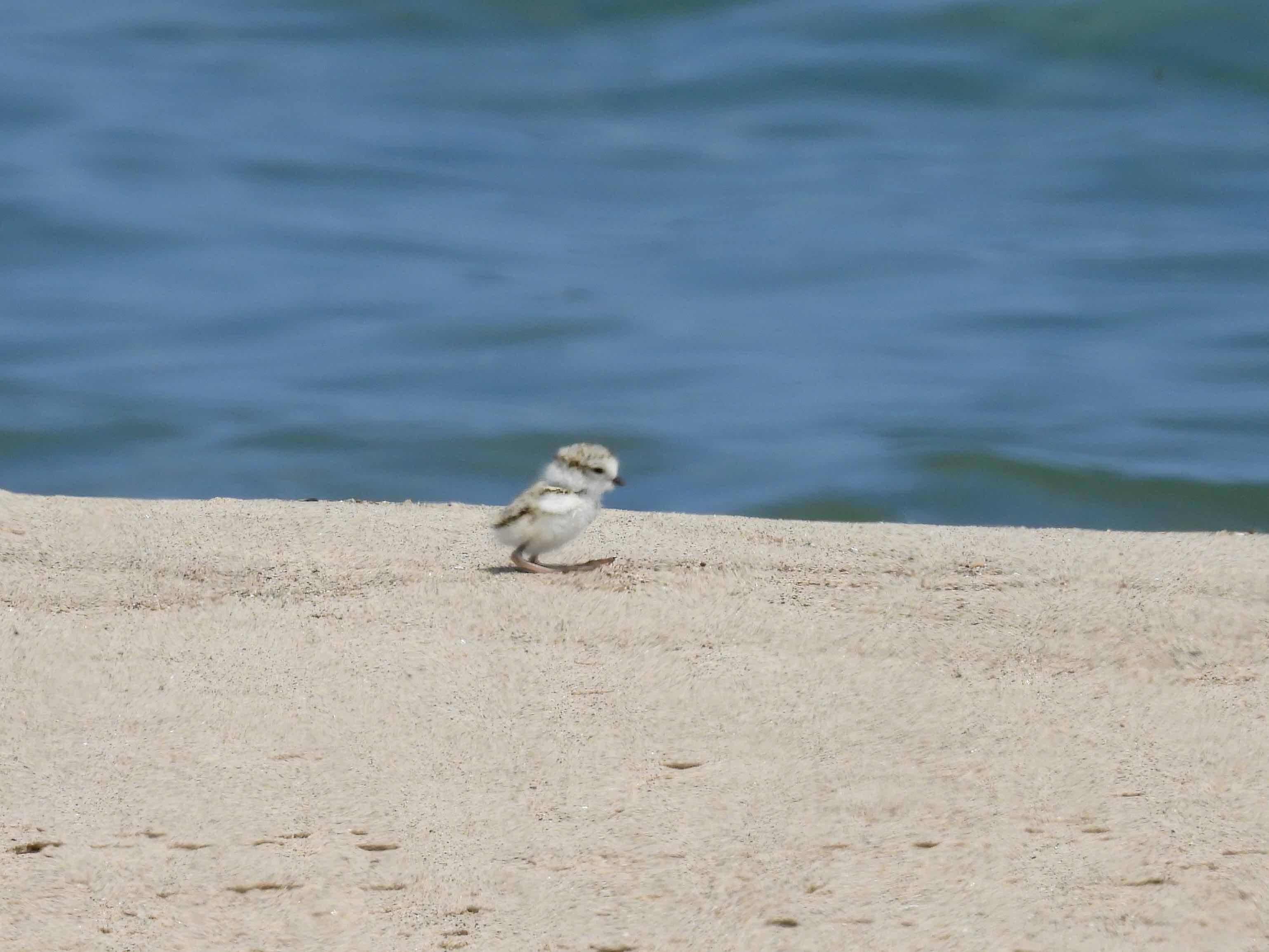Piping plover chicks are capable of walking, running and foraging for food shortly after hatching. This little one in Waukegan is already out of the nest and hitting the beach. (Courtesy of Carolyn Lueck)