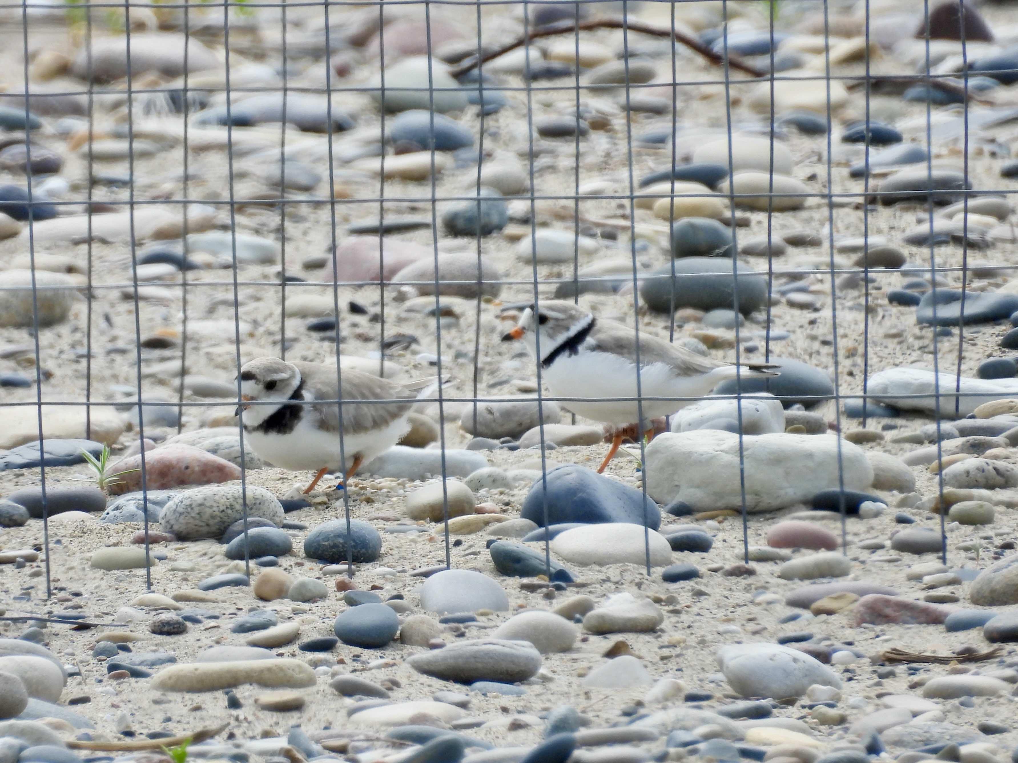 Blaze and Pepper continue to incubate a fourth egg, which is well camouflaged among the rocks. Cages are set up around piping plover nests to deter predators. (Courtesy Carolyn Lueck)